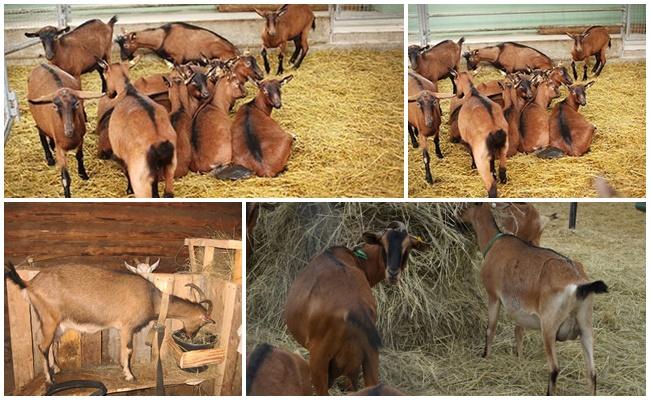 • produktiviti rendah dalam pengeluaran daging.