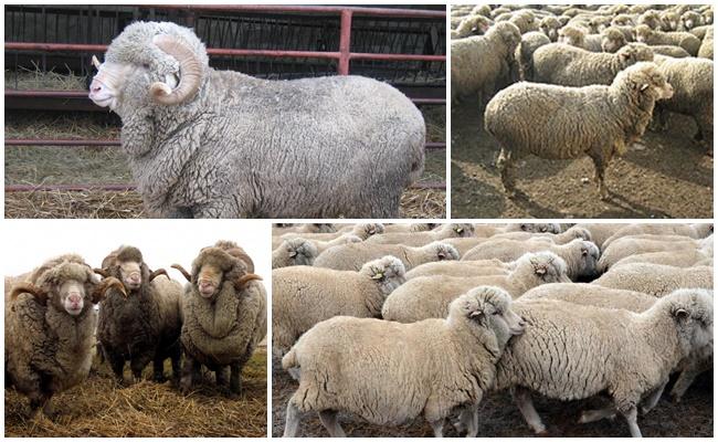 Askanian breed of sheep