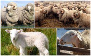 Description et caractéristiques des moutons de la race Askanian, les règles de leur entretien