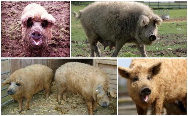 Characteristics of a hybrid of a sheep and a pig, breed features and content