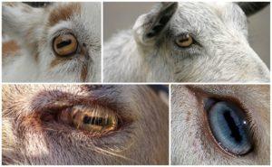 The structure and colors of goat eyes, features of the pupils and diseases