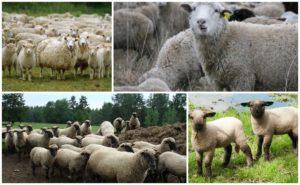 Description and characteristics of the sheep of the Gorky breed, the rules for their maintenance