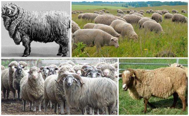 Caucasian breed of sheep