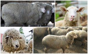 Description and characteristics of Caucasian sheep, features of the content