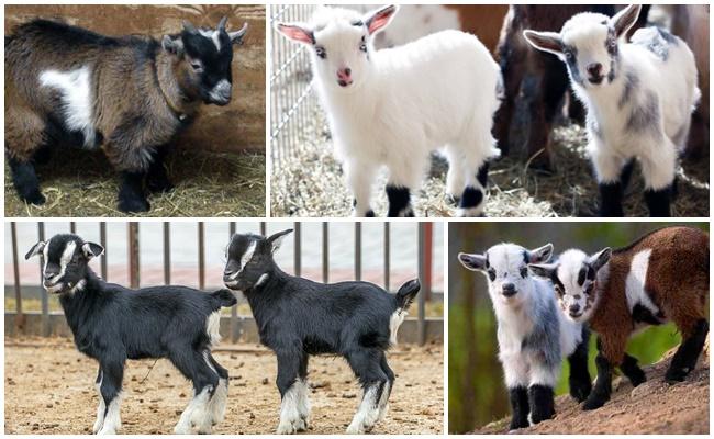 dwarf goats