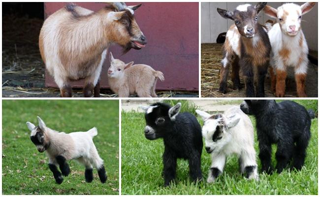 dwarf goats