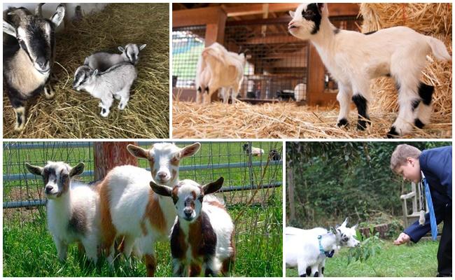 many goats