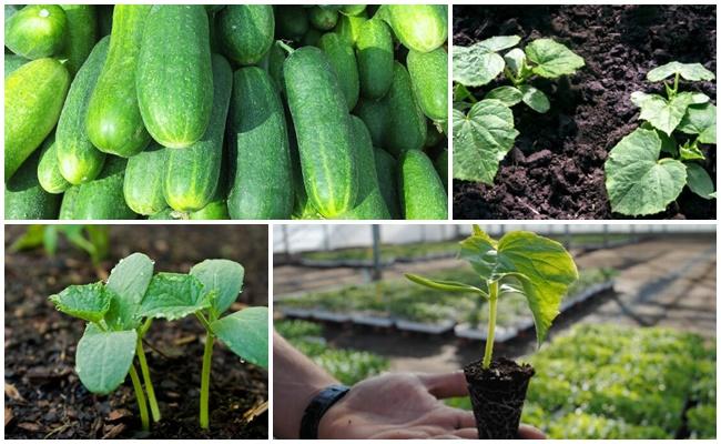 planting cucumbers