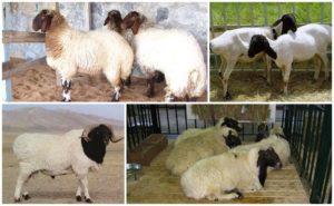 Description and characteristics of the Kalmyk sheep breed, maintenance rules