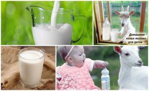 Los beneficios y perjuicios de la leche de cabra para el organismo, composición química y como elegir