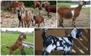 Description and milkiness of goats of the Nubian breed, their color and approximate cost