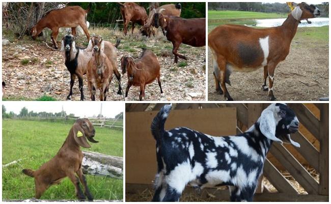 breeding goats