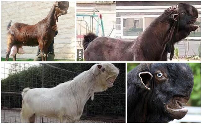 Damascus goat: description and characteristics of the breed, the ...