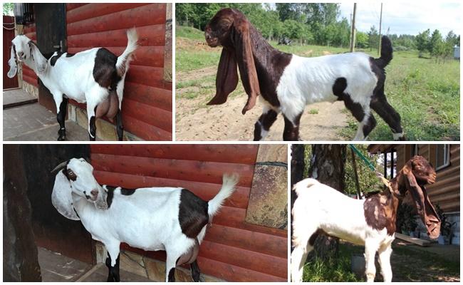 camori goats