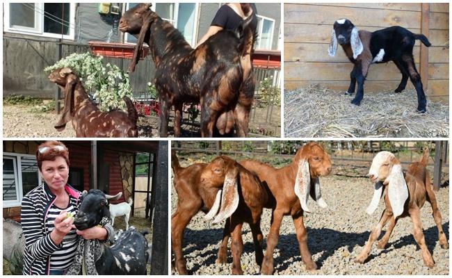 cabras camori