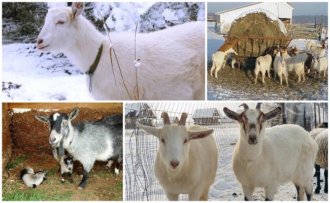 breeding goats