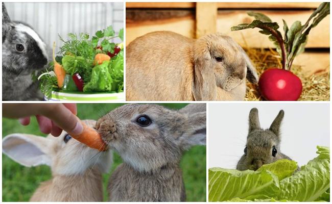 vegetables for rabbits