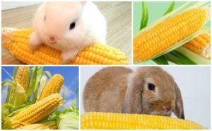 What vegetables and fruits can be given to rabbits, feeding rules and what not