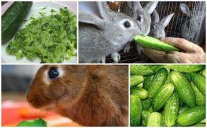 Is it possible and how to properly give rabbits cucumbers, the benefits and harms of vegetables