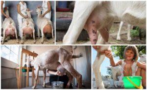 How to milk a goat with your own hands and apparatus, tips for beginners