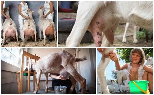 milking goats