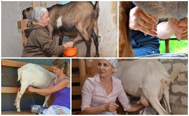 milking a goat