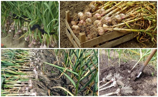 picking garlic