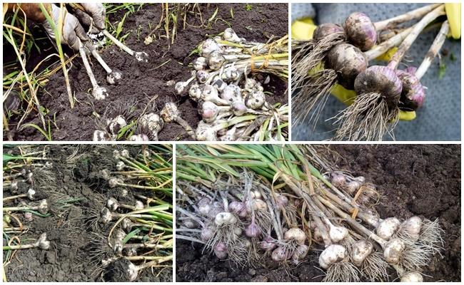 harvesting garlic