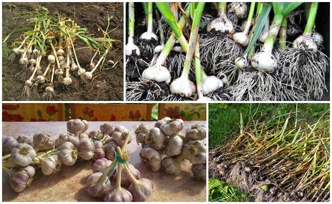 harvesting garlic