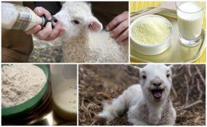 How to properly breed lamb milk powder, proportions and producers