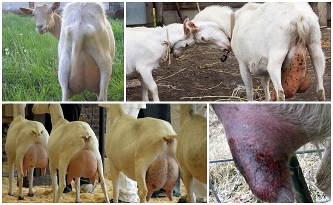 mastitis de cabra