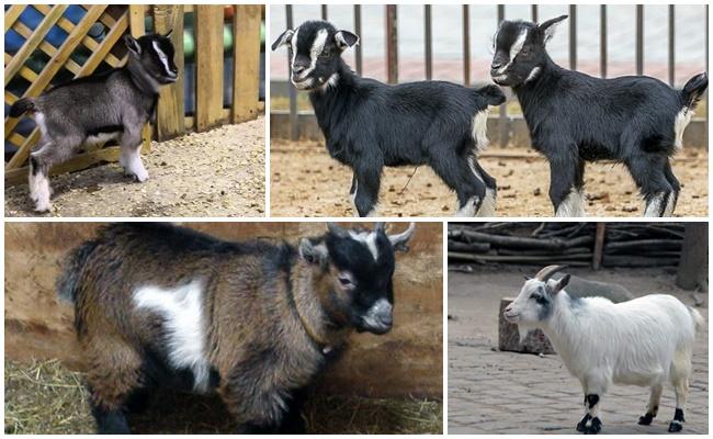 Cabras de Camerún