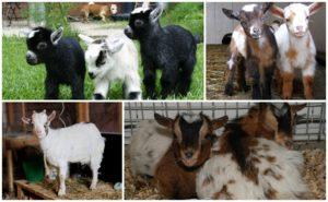 Description and milk yield of Cameroon goats, conditions of their keeping