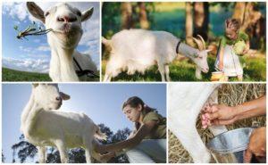 ¿Cuánta leche da una cabra en promedio por día, día y año?