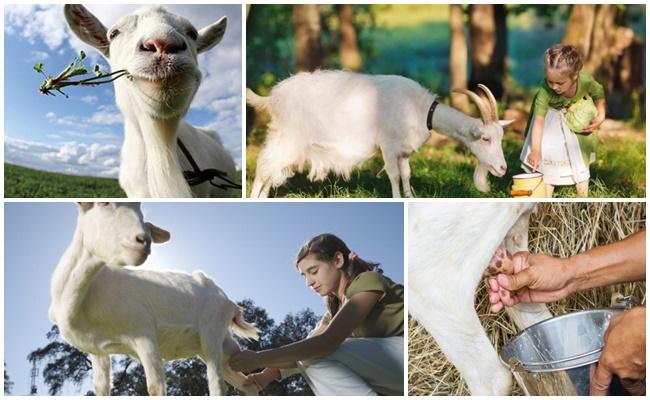 milking a goat