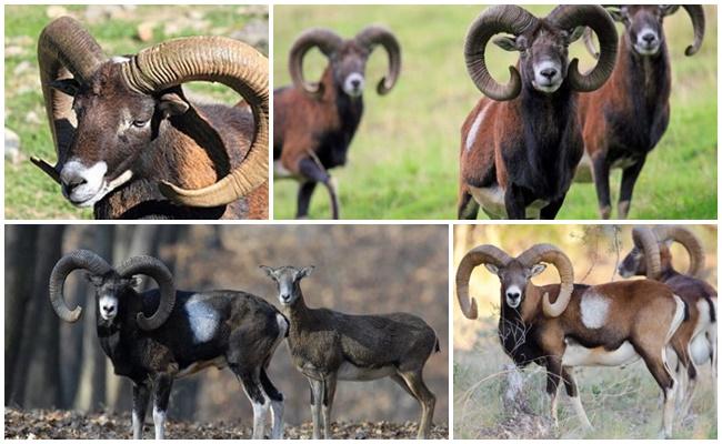 bélier mouflon