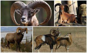 Description and habitats of mouflon rams, whether they are kept at home