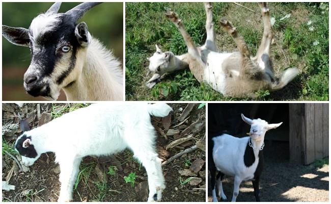 cabras que se desmayan