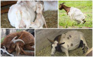 What to do if a goat does not stand up after lambing and treatment methods