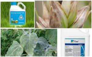 Composition and instructions for the use of the fungicide Bumper Super, analogs and reviews