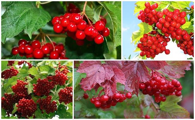 beaucoup de viburnum