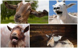 Why a goat constantly yells and how to effectively wean an animal from screaming