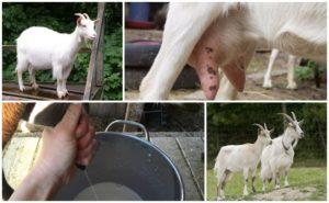 What to do and how to treat a goat if it eats poorly and gives little milk and the reasons