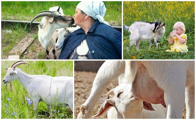 feeding goats