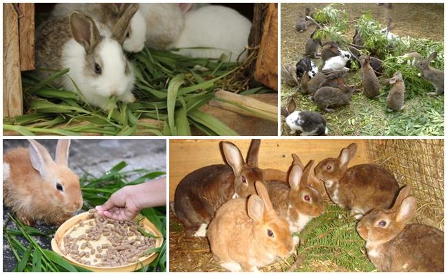 feeding rabbits