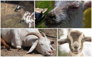 Causes of Foam in the Mouth of a Goat and Treatment for Thiamine Deficiency