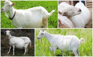 Can a pregnant goat walk over the period and for how much, signs and what to do