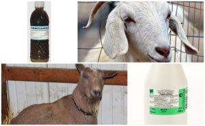 How to treat goats with Tympanol and instructions for use, dosage and analogues