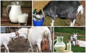 Why goat milk sometimes tastes bitter and how to solve the problem, prevention