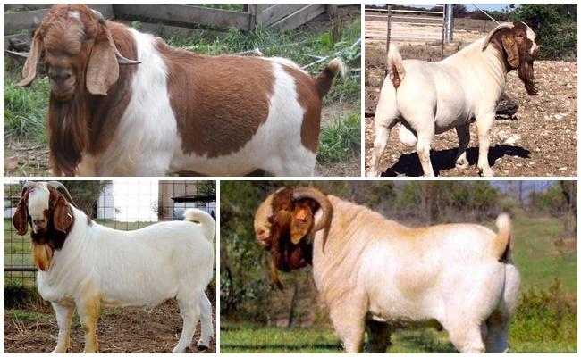 Burdu goat breed